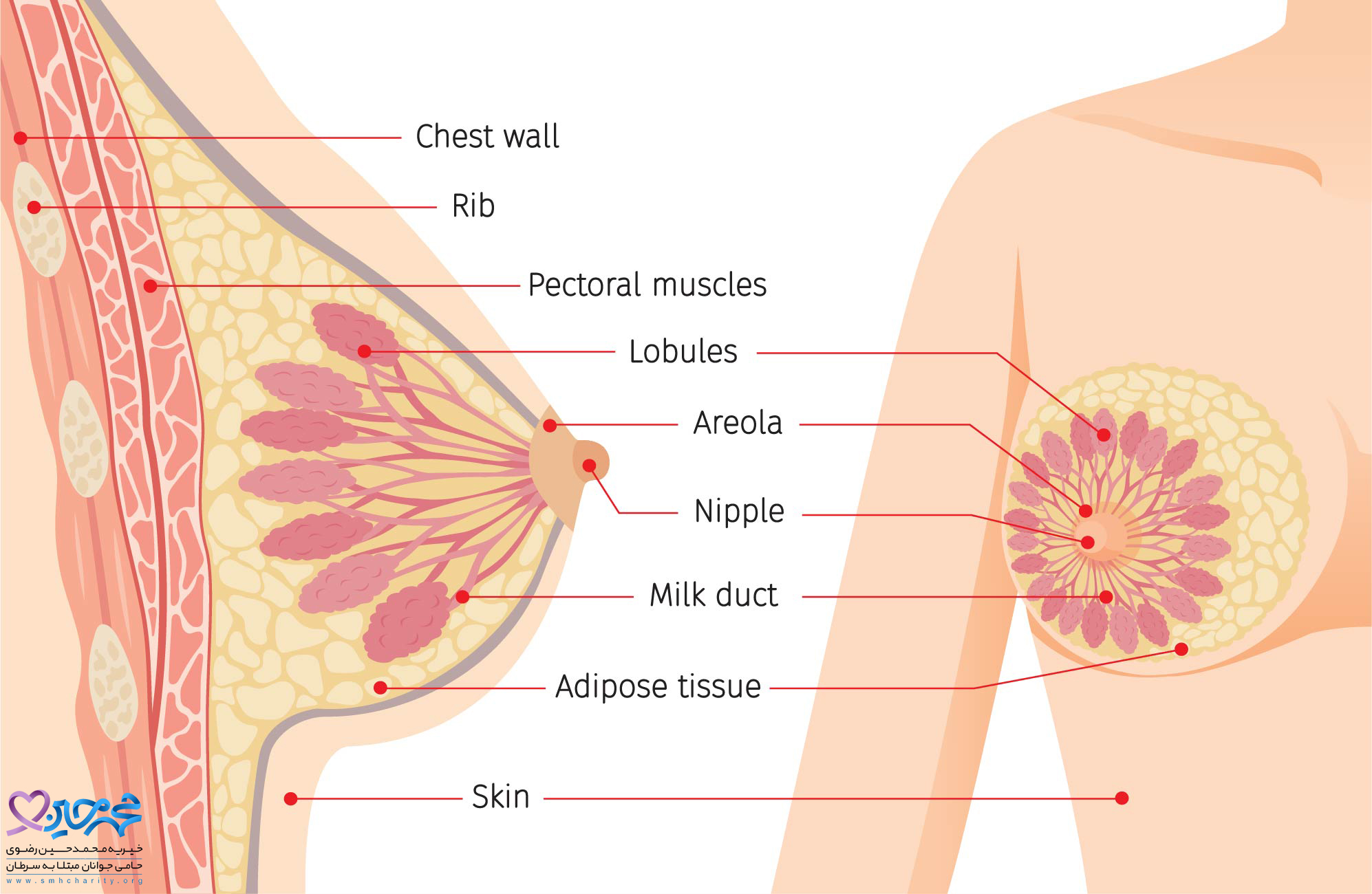 سرطان سینه چگونه شروع می شود؟
